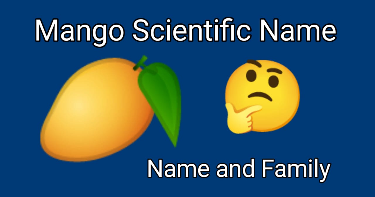 Scientific Name Of Mango