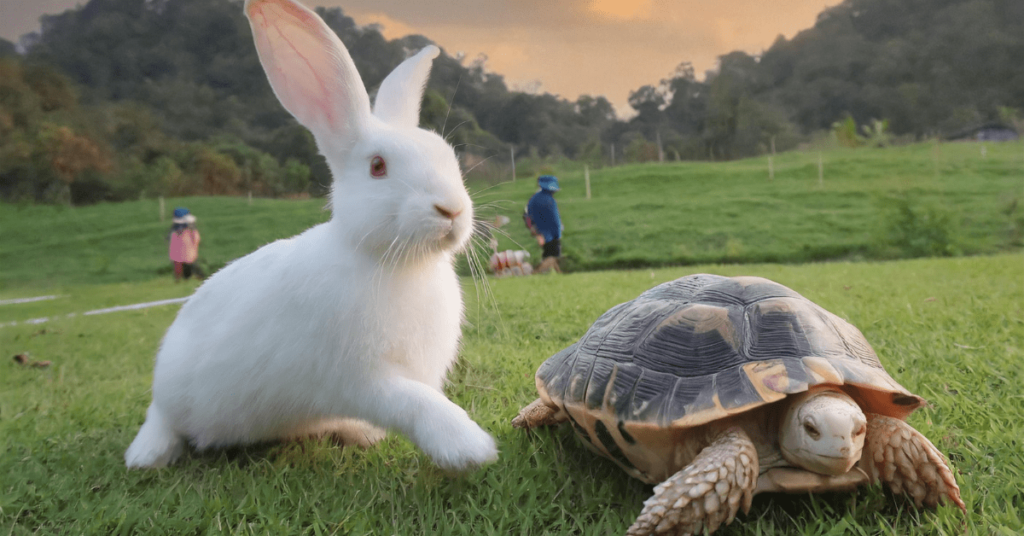 Rabbit And Tortoise Story In English 10 Lines